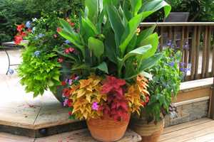 Shelton Garden Club Kicks Off 40 Year Anniversary With Amie Copeland