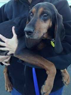 Coonhound Missing From Millwood
