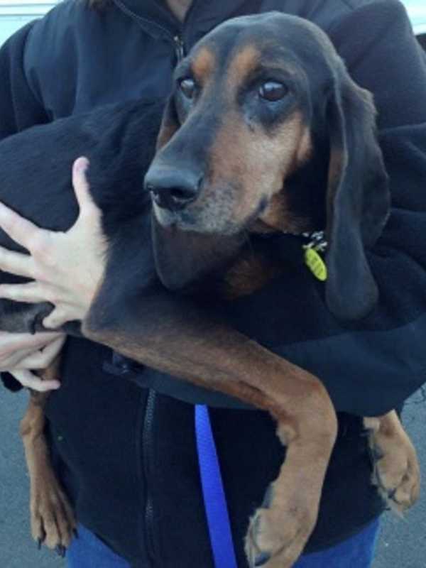 Coonhound Missing From Millwood