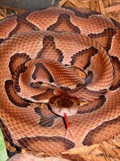 Copperhead Captured Near Pool At Weston Middle School