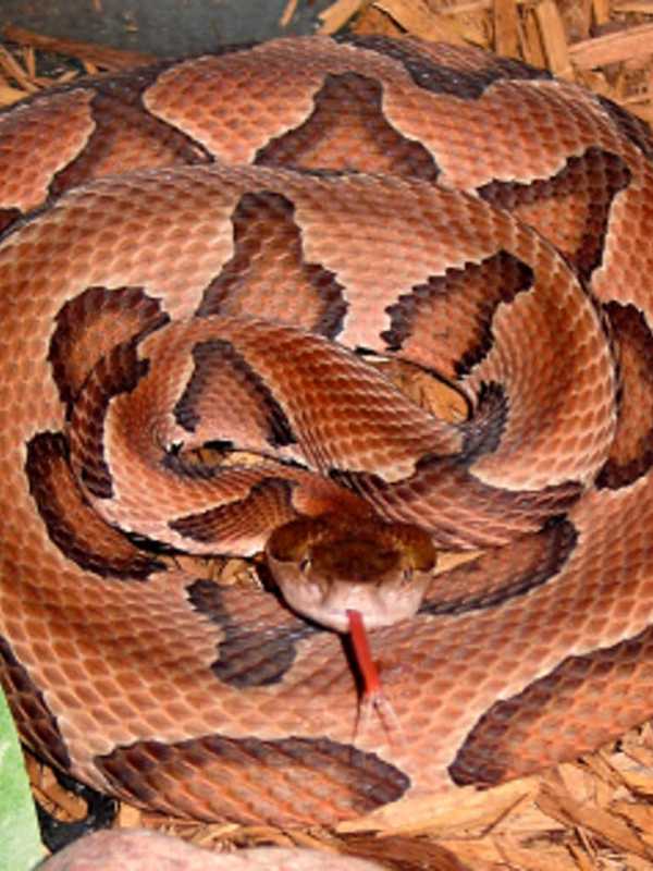 Copperhead Captured Near Pool At Weston Middle School