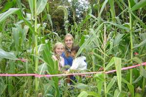 Lewisboro Library Needs Community's Help For Annual Fair