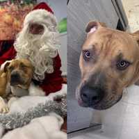 <p>The&nbsp;Acting Director of Town of Hempstead Animal Shelter said that Cornell, despite everything that happened to him, is super affectionate. "He's just a very nice dog," she said.&nbsp;</p>