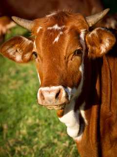 Brown Cow Escapes From Yard In CT, Goes For Walk