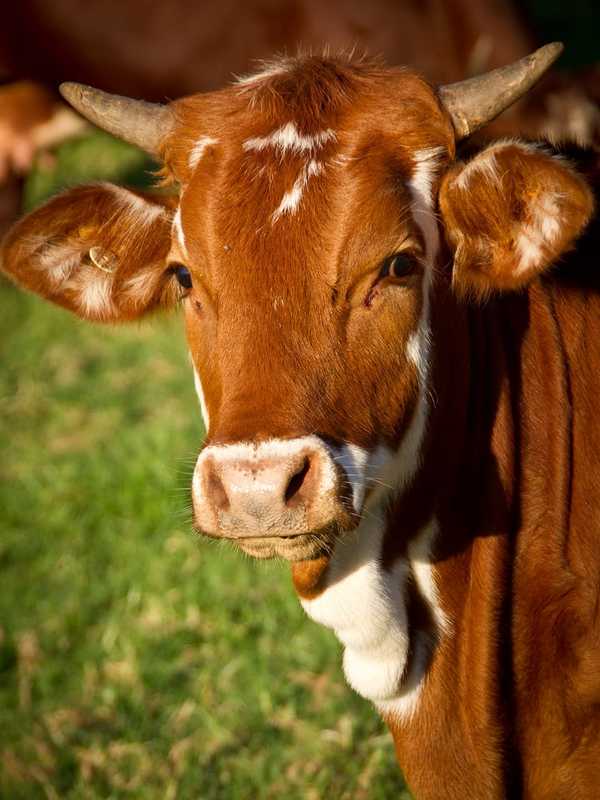 Brown Cow Escapes From Yard In Trumbull, Goes For Walk