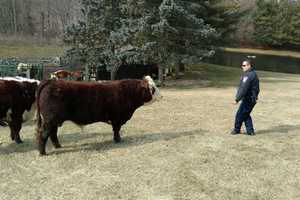 Brookfield 'Cowboy Cop' Chris Campbell Wrangles Escaped Cattle