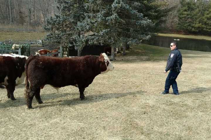 Brookfield 'Cowboy Cop' Chris Campbell Wrangles Escaped Cattle