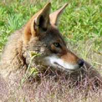 <p>New Castle residents are being warned to be extra cautious after two large pet dogs were attacked by coyotes. Earlier this year, two smaller dogs were attacked, and one of them died.</p>