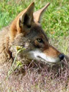 Ossining Deploys Trapper In Wake Of Two Coyote-Human Run-Ins