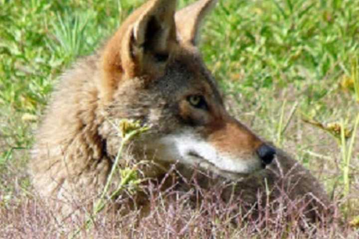 Two Coyotes Kill Deer In Briarcliff Manor