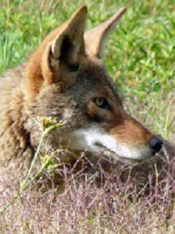 Ossining Deploys Trapper In Wake Of Two Coyote-Human Run-Ins
