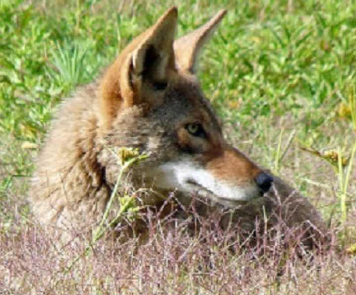 New Castle residents are being warned to be extra cautious after two large pet dogs were attacked by coyotes. Earlier this year, two smaller dogs were attacked, and one of them died.