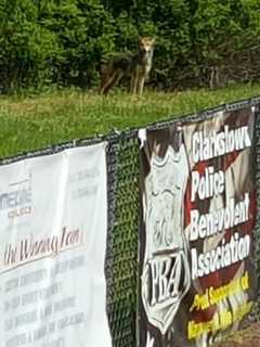 Coyote Spotted At Baseball Field In Rockland