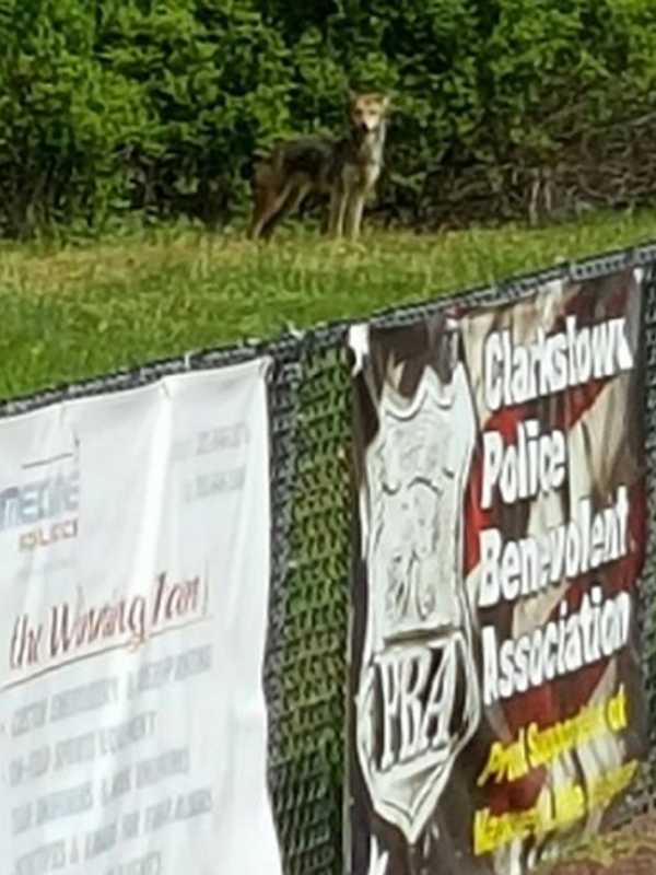 Coyote Spotted At Baseball Field In Rockland