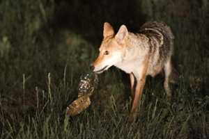 Coyote Forum Scheduled For Westchester