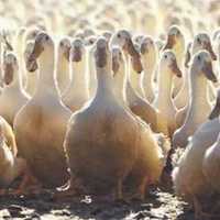 <p>Daily Voice interviewed Doug Corwin, president of Crescent Duck Farm in Aquebogue.</p>