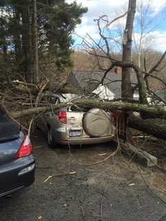 Falling Tree Takes Down Wires, Damages Cars In Croton-On-Hudson