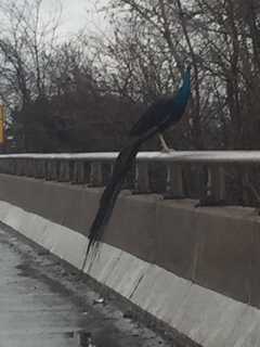 Peacock Evades Connecticut State Police