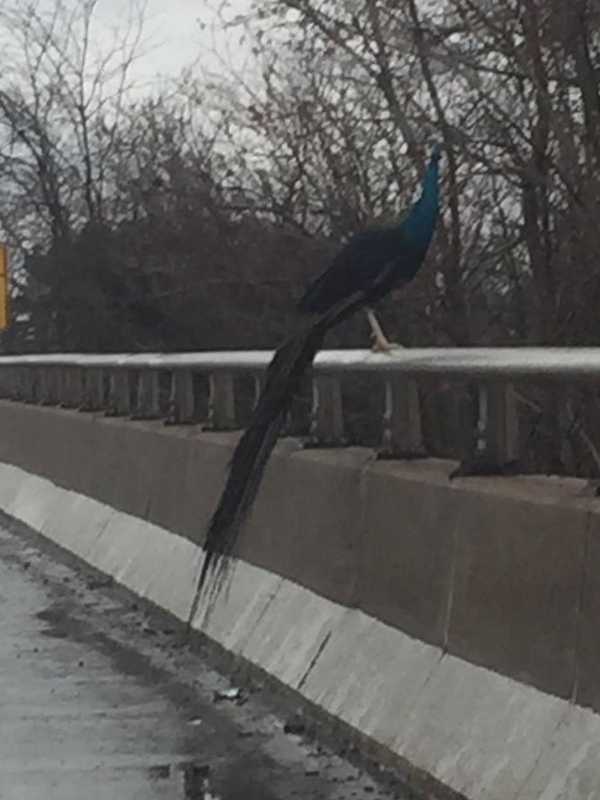 Peacock Evades Connecticut State Police