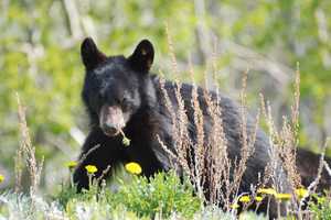 Protect Your Pets: Free Vaccines To Be Given After Rabid Bear Cub Found In Westchester