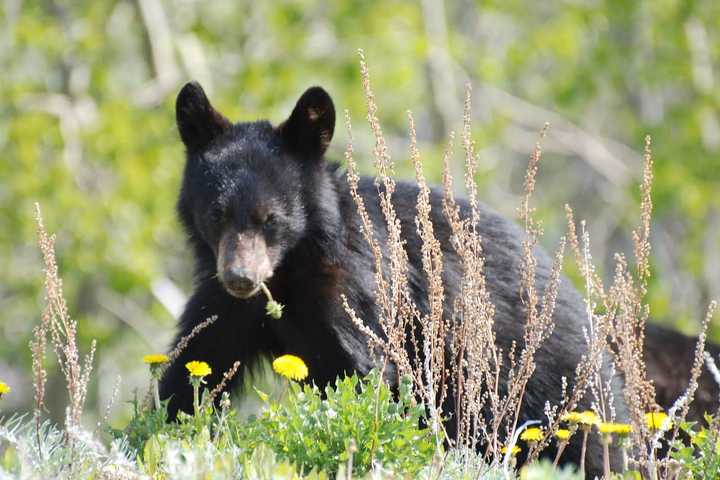 Protect Your Pets: Free Vaccines To Be Given After Rabid Bear Cub Found In Northern Westchester