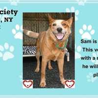 Australian Cattle Dog In Putnam Seeks Home