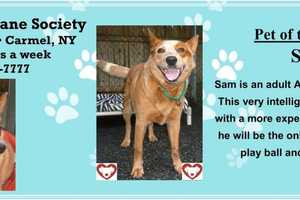 Australian Cattle Dog In Putnam Seeks Home