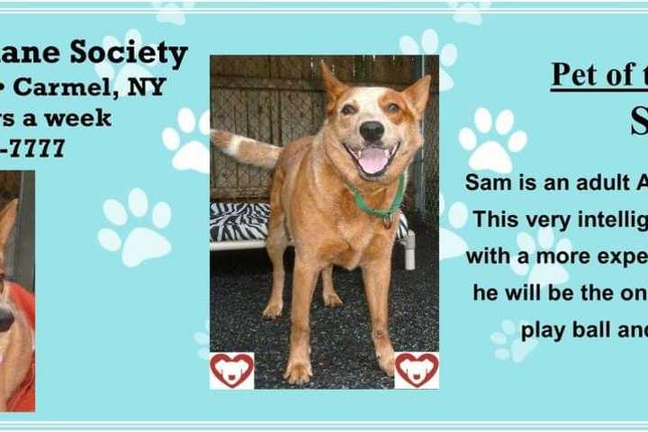 Australian Cattle Dog In Putnam Seeks Home