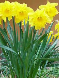 Daffodil Garden Will Memorialize Waldwick Resident