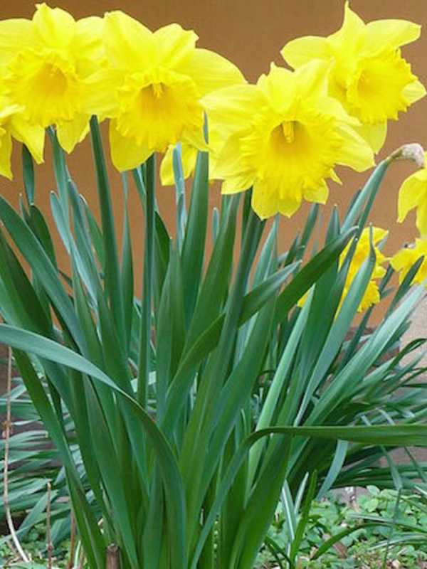 Daffodil Garden Will Memorialize Waldwick Resident