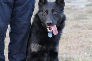 Suffolk County Police K9 Dies From Sudden Illness