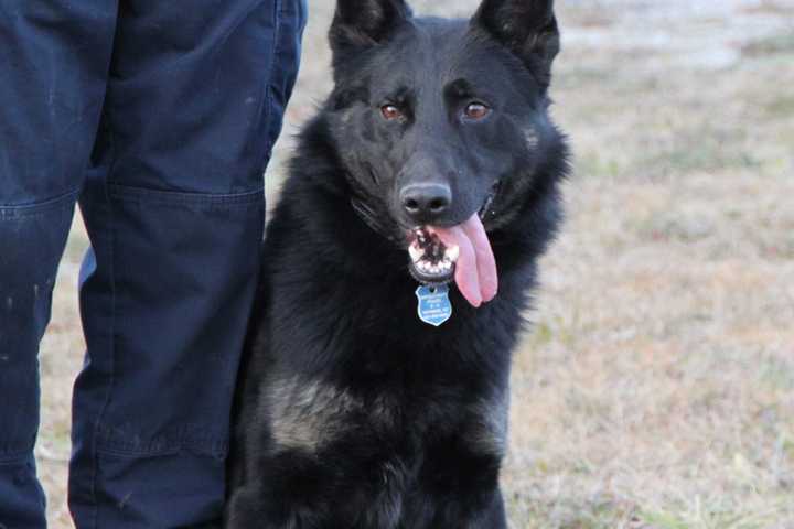 Suffolk County Police K9 Dies From Sudden Illness