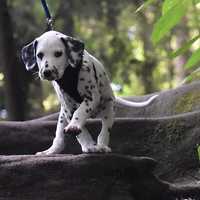 Cruella Deville: Woman Arrested After Chasing Dog, Fatally Running It Over With Vehicle