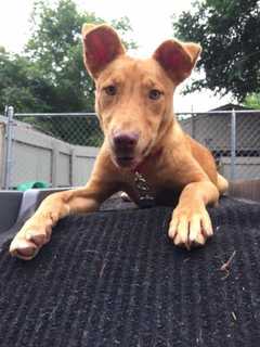 Dannon Is SPCA Pet Of The Week