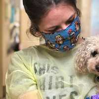 Heart-Winning Jersey Shore Poodle Seeks New Home After Brothers Die Of Coronavirus