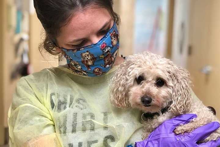 Heart-Winning Jersey Shore Poodle Seeks New Home After Brothers Die Of Coronavirus