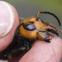 STOP WORRYING: ‘Murder' Hornets Aren’t Coming, Experts Say