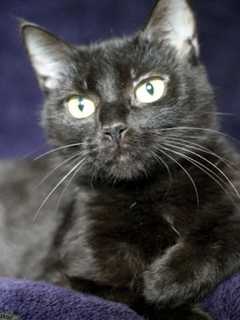 Meet Dee Dee, Pomona Animal Shelter's Pet Of The Week
