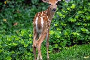 Nearly Half Of White Tail Deer Tested In PA Showed Antibodies For COVID-19