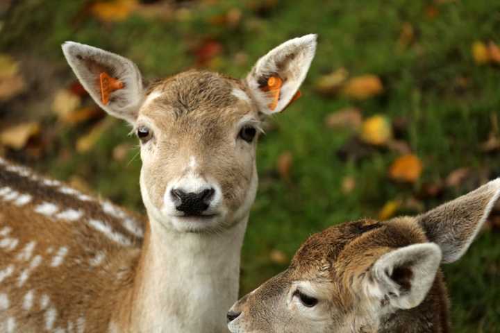 A 21-year-old female driving on her learner&#x27;s permit was taken to the hospital after a deer struck by another vehicle landed on her windshield, authorities said.