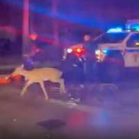 <p>Deer is released after being rescued from the GWB&#x27;s lower level.</p>