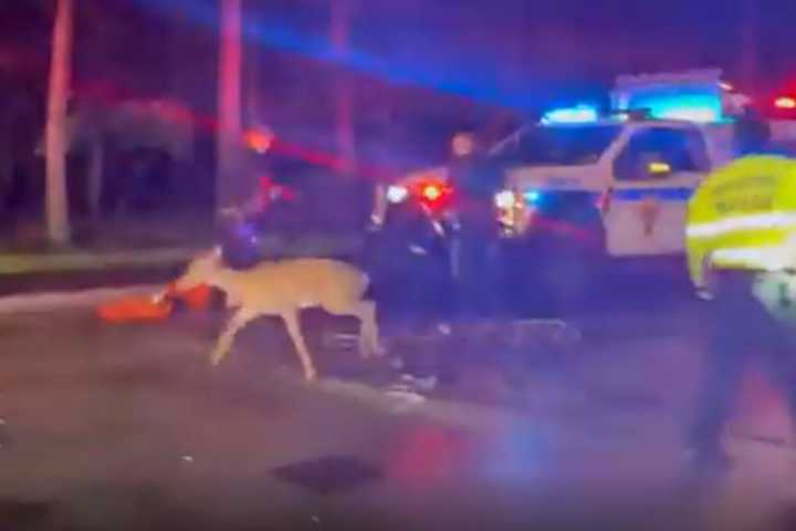 Deer Tries Hoofing It Across GWB, Rescued By Port Authority Responders