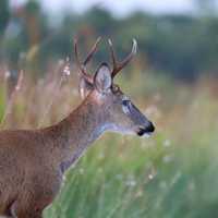 Bluetongue Found In NY Deer, First Time Fatal Virus Confirmed In State