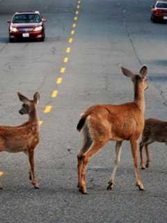 State Cautions Bergen Residents To Be Alert For Deer