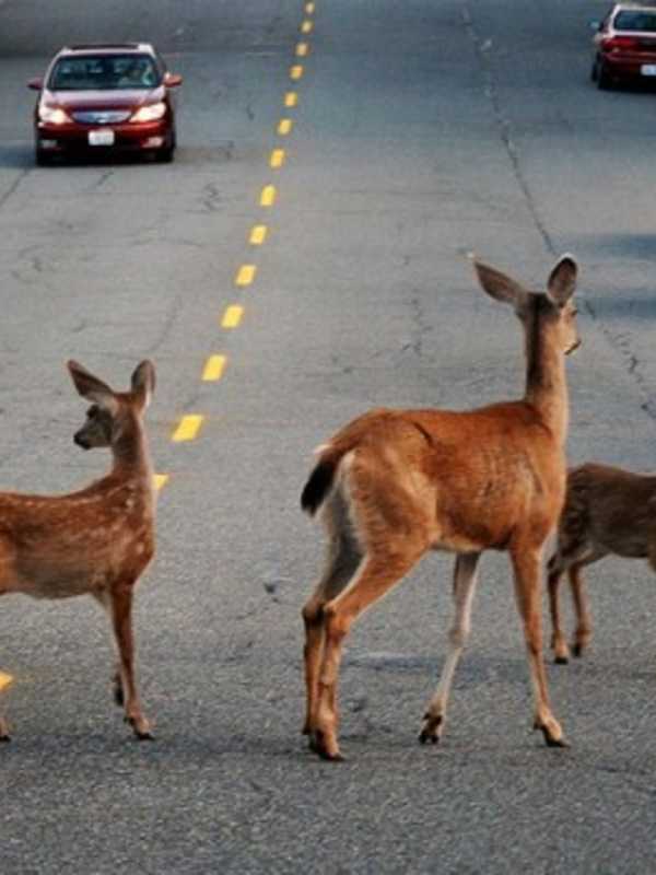 State Cautions Bergen Residents To Be Alert For Deer