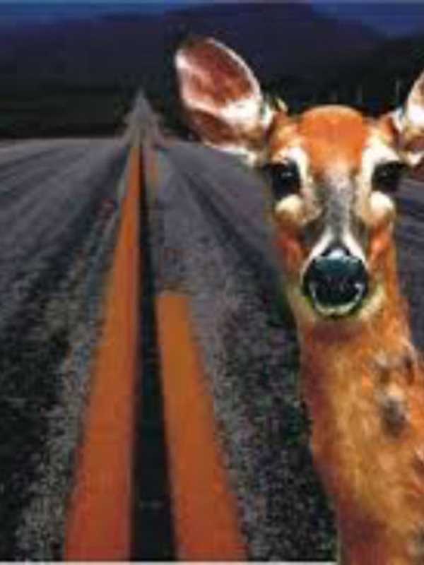 State Cautions Passaic Residents To Be Alert For Deer