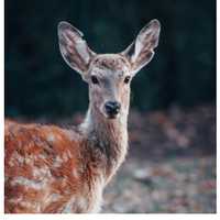 Motorcyclist Critically Injured After Striking Deer In Area