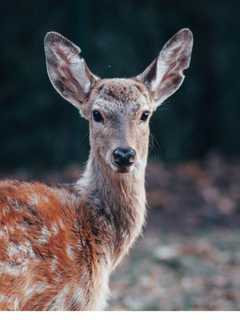 Motorcyclist Critically Injured After Striking Deer In Area