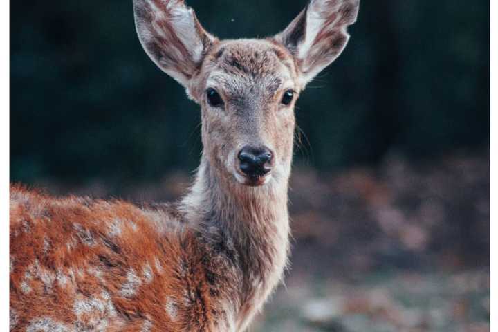 Area Man Admits To Illegally Hunting Deer