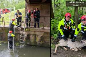 Montco Firefighters Rescue Trapped Deer From Schuylkill Canal